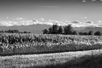The corn truth. Much better viewed large. - image #472685 gratis