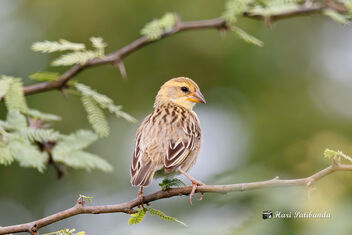 A Female Baya Weaver showing off - Kostenloses image #472775