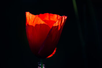 Red Poppy - Kostenloses image #472805