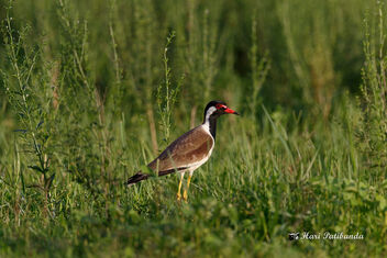A Red Wattled Lapwing in the green - Free image #472835