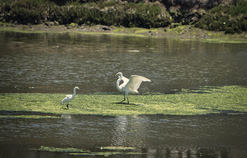 Two birds on algae - image gratuit #472855 