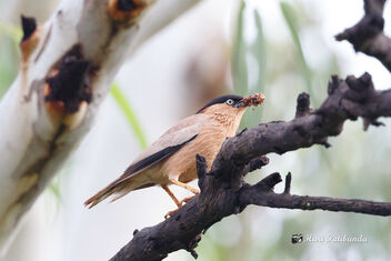 A Brahminy Starling with a catch - Free image #472995