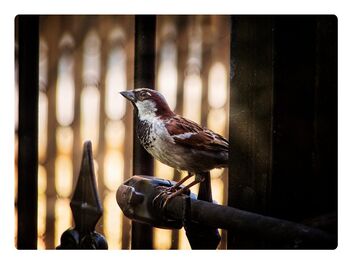 Sparrow at the Gates - Free image #473025