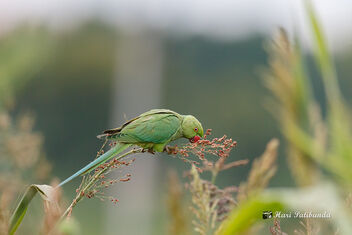 (6/8) - The Parakeets Grab a mouthful and then fly back to the perch - Free image #473085