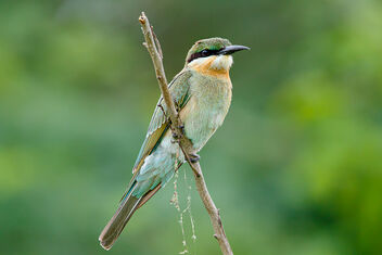 A Blue Tailed Bee Eater on a Perch - Kostenloses image #473585
