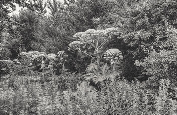Giant Hogweed - Free image #473625