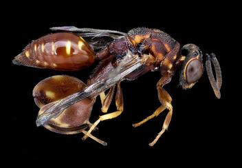 Red wasp, right, MAGLEV_2020-08-12-17.52.14 ZS PMax UDR - image gratuit #473765 