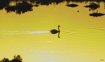 El paseo del cisne - бесплатный image #473845