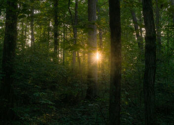 Sunset Forest - image gratuit #473985 