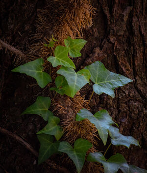 Ivy Growing on Tree - image gratuit #473995 