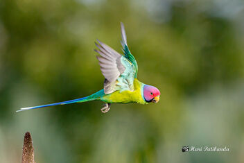 A Plum Headed Parakeet Taking Off - Kostenloses image #474055
