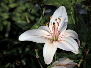 Beautiful lily - image gratuit #474165 