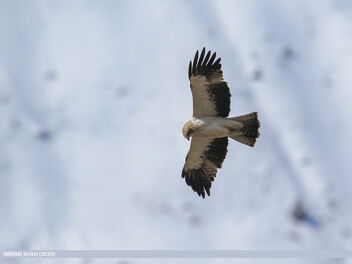 Booted Eagle (Hieraaetus pennatus) - image gratuit #474175 