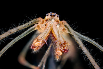 spider 9-1-2020 front view close jade louis_2020-09-01-20.34.39 ZS PMax UDR - Free image #474405