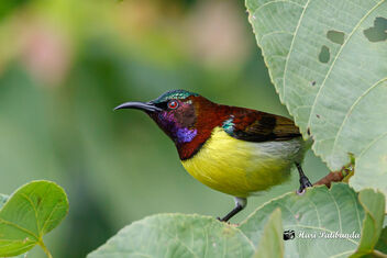 A Purple Rumped Sunbird foraging in the shrubs - Free image #474515