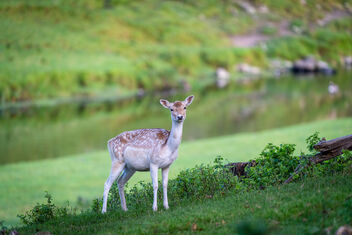 Milnthorpe Deer - 3 of 4 - Kostenloses image #474575