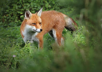 Fox almost obscured by bushes - image gratuit #474665 