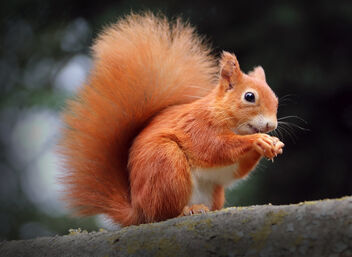 Red Squirrel Panic Buying - image gratuit #474685 