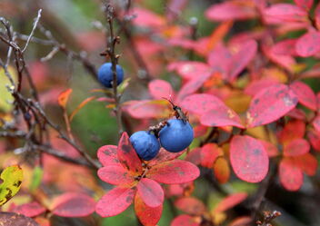 Blueberries after frosty night - image gratuit #474785 
