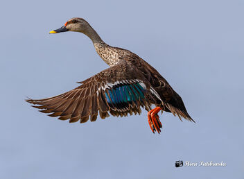 A Spot Billed Duck taking off - image gratuit #474865 