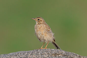 A Paddyfield Pipit taking a brief Break - Free image #474975