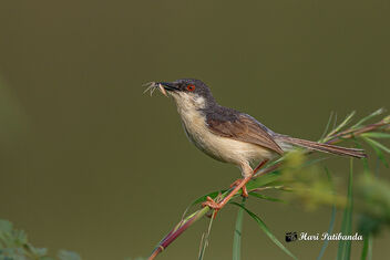 An Ashy Prinia with a catch - image gratuit #475245 