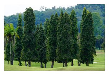 trees at a golf club - image gratuit #475335 