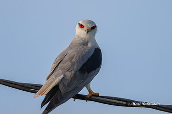 A Black Winged Kite in the evening - image gratuit #475395 