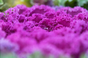 Purple Cabbage - image gratuit #475565 