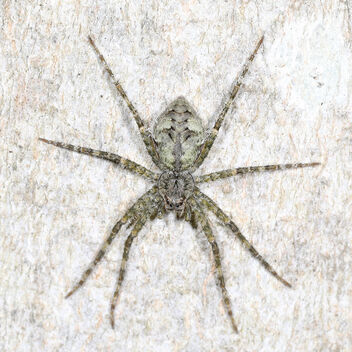 073/366 White-banded Fishing Spider - Dolomedes albineus, Meadowood SRMA, Mason Neck, Virginia - бесплатный image #475595