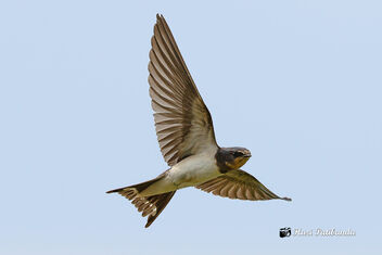 A Barn Swallow in Flight - image gratuit #475605 