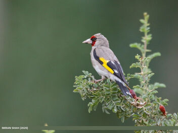 European Goldfinch (Carduelis carduelis) - image gratuit #475665 