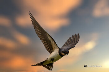 A Barn Swallow against the sky (Composite) - Kostenloses image #475715
