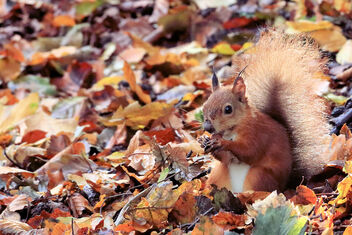 Red Squirrel - image #475775 gratis