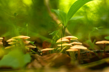 Mushroom forest - image #475825 gratis