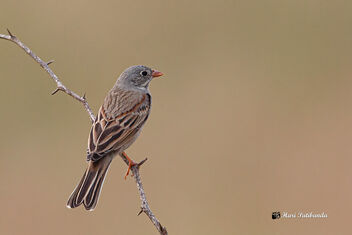 A Rare Grey-Necked Bunting on a perch - Kostenloses image #475885