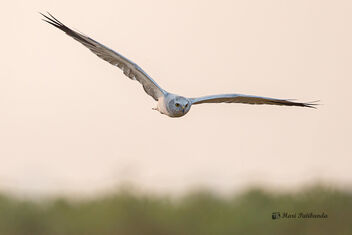 A Pallid Harrier Surveying the roosting place - image gratuit #476025 