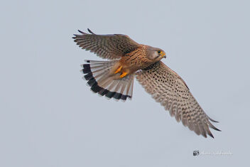 A Common Kestrel Male fighting with the female - бесплатный image #476095