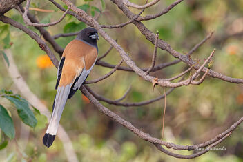 A Rufous Treepie looking for roosting place - image gratuit #476115 