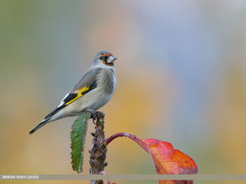 European Goldfinch (Carduelis carduelis) - image gratuit #476135 