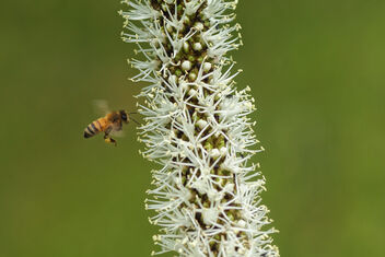 Austral Grass Tree Flowers - image gratuit #476155 