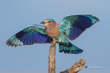 An Indian Roller landing on a Prize Perch - Free image #476245