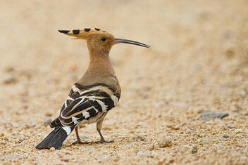 An Eurasian Hoopoe Looking for food / insects - бесплатный image #476325