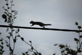 squirrel on a wire - бесплатный image #476355