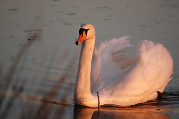 swanning about - image gratuit #476415 