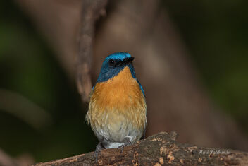 A Tickells Blue Flycatcher wary of a Robin - image #476625 gratis