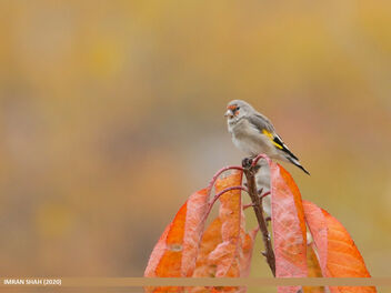 European Goldfinch (Carduelis carduelis) - image gratuit #476635 