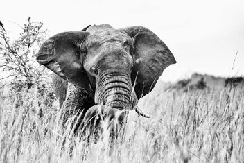 Kidepo Elephant - бесплатный image #476645