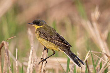 A Western Yellow Wagtail in a paddyfield - image gratuit #477395 