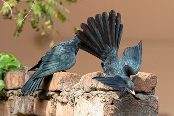 A Pair of Male Asian Koels on the same perch - бесплатный image #477425